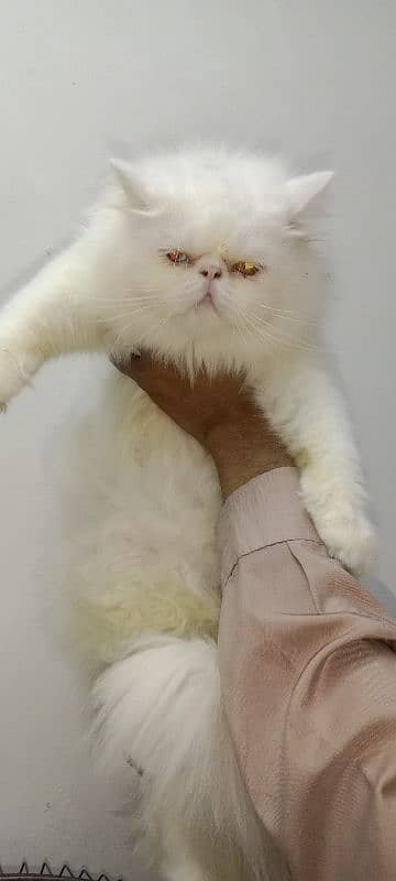 Cat Peki Odd Eye Stud Male! Pike Stud Male Persian! Stud Service 3