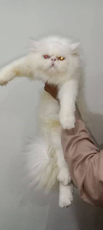 Cat Peki Odd Eye Stud Male! Pike Stud Male Persian! Stud Service 4