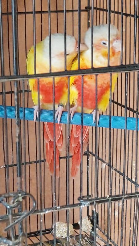 Sun Cheek Conure and Sun Conure pairs 0