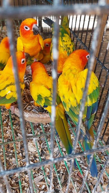 Sun Cheek Conure and Sun Conure pairs 1