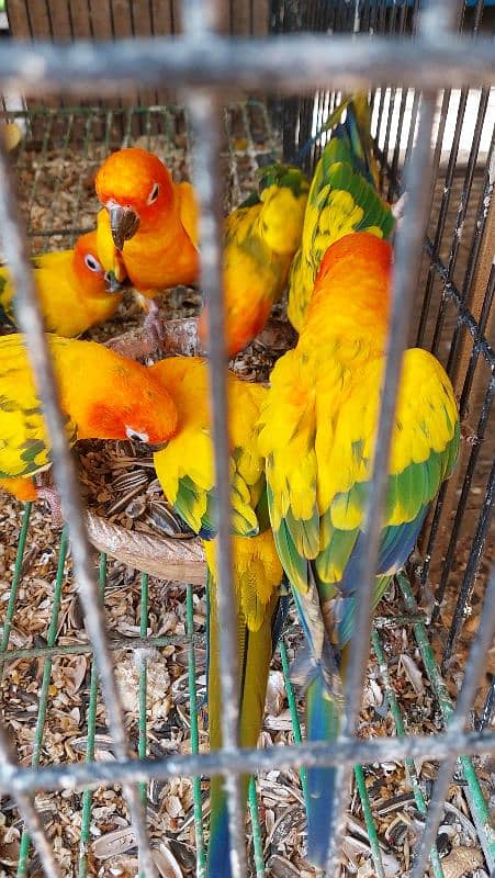 Sun Cheek Conure and Sun Conure pairs 2