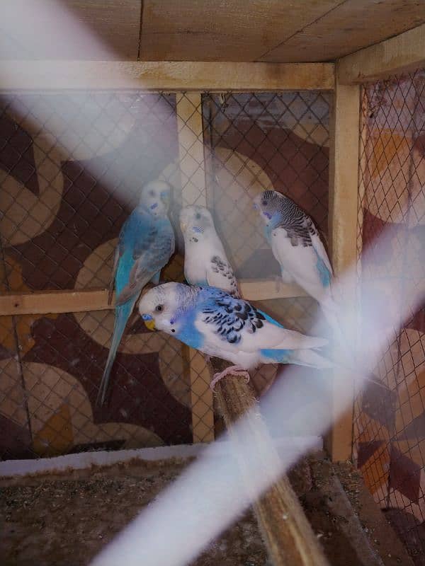 parrots and finchies 2