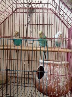 Australian Parrots for sale