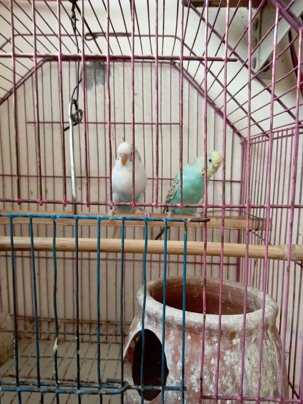 Australian Parrots for sale 1