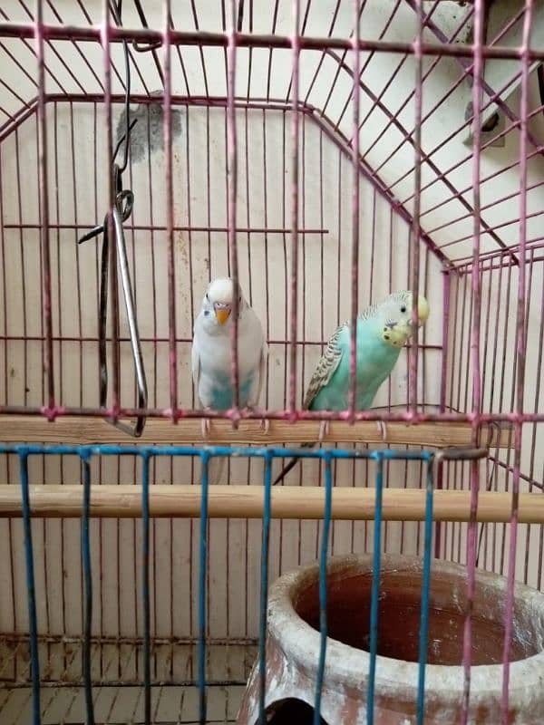 Australian Parrots for sale 2