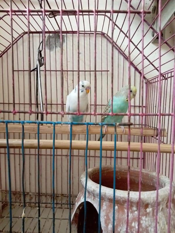 Australian Parrots for sale 3