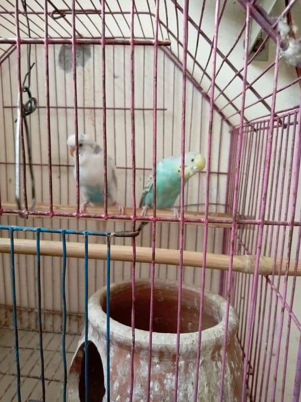 Australian Parrots for sale 4