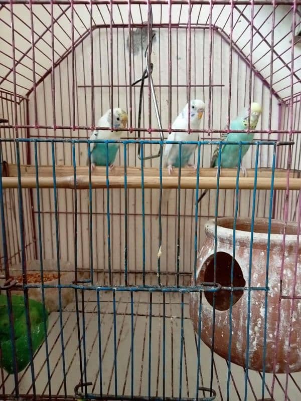 Australian Parrots for sale 5