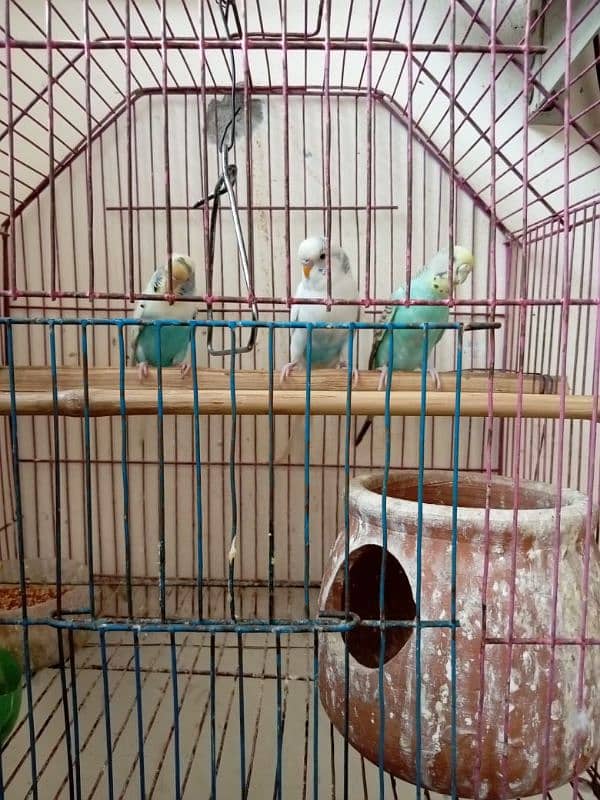 Australian Parrots for sale 6