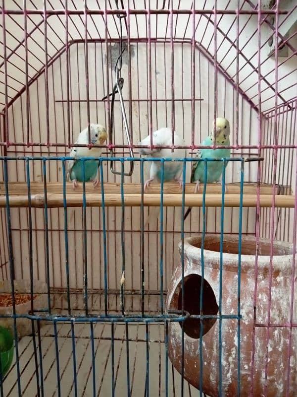 Australian Parrots for sale 7