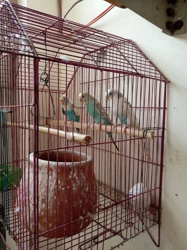 Australian Parrots for sale 8