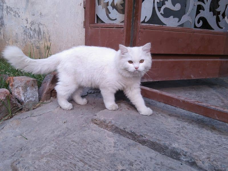 pershion cat white 0