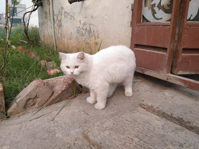 pershion cat white 1