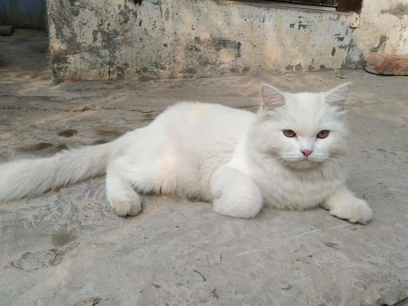 pershion cat white 2