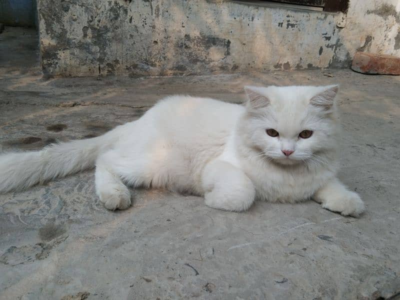 pershion cat white 3