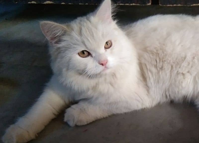 pershion cat white 4