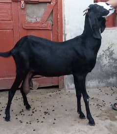 Desi goat's for sale