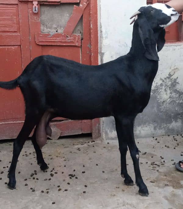 Desi goat's for sale 0