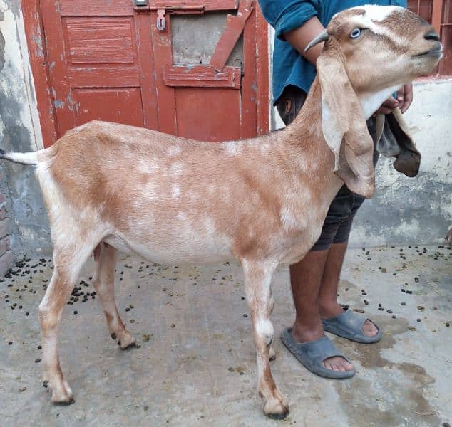 Desi goat's for sale 1