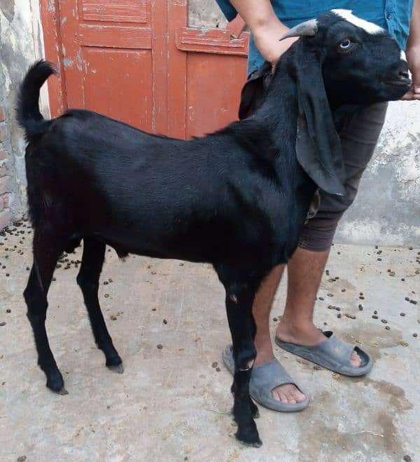 Desi goat's for sale 2