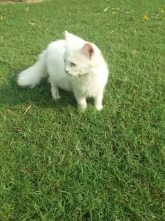 persian triple coated semi punch kitten for sale