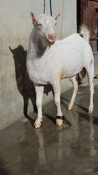 breeader bakra available 0