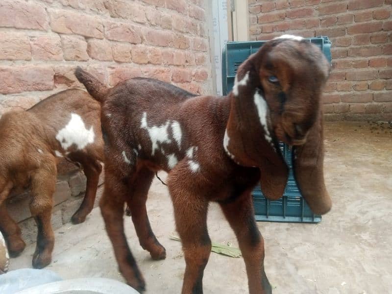 small goat pair betal 3