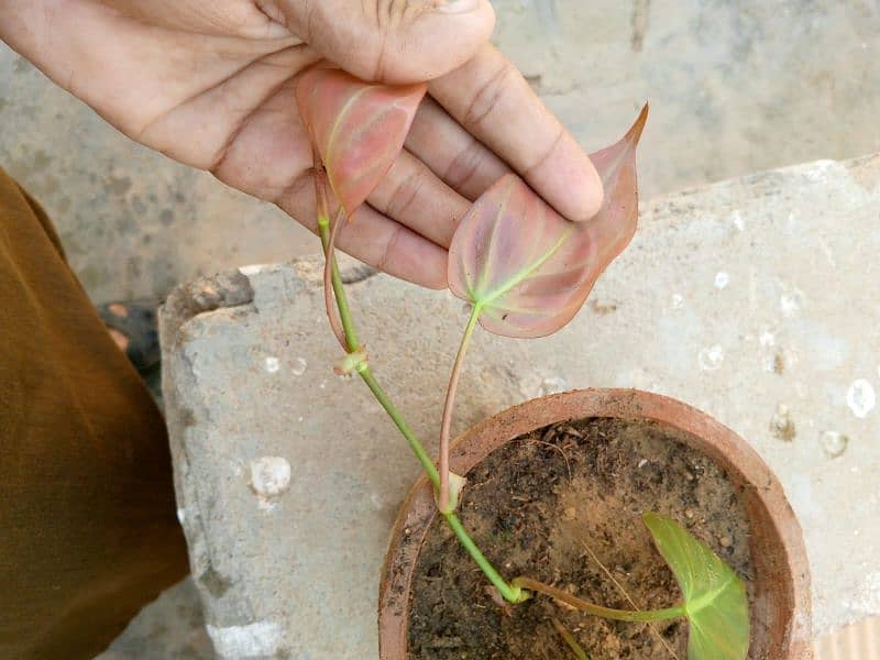 money plants and cactus 6