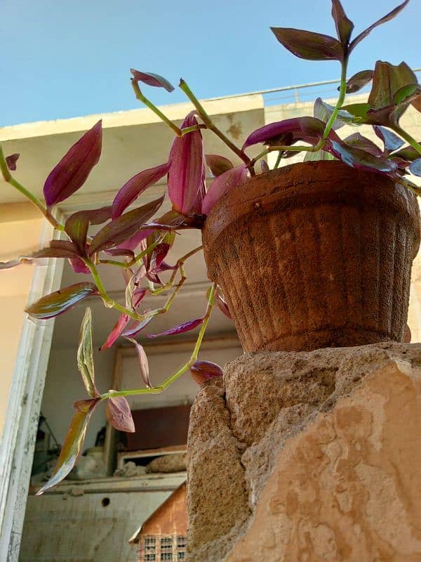 money plants and cactus 9