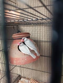 2 Pair Java Birds