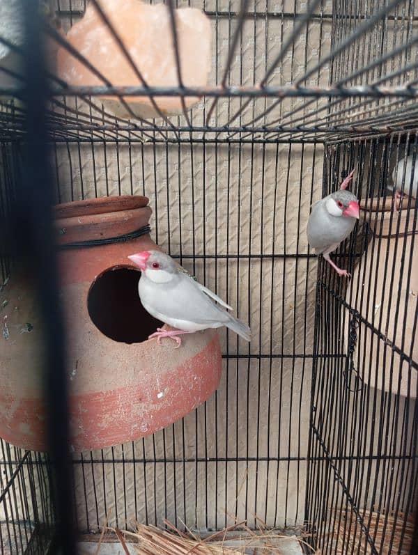 2 Pair Java Birds 1