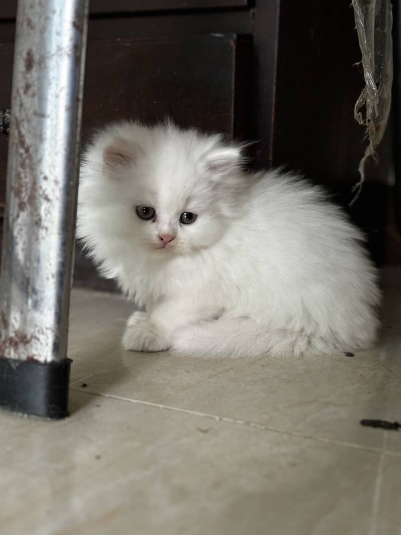 Triple-Coat Persian Kitten 0