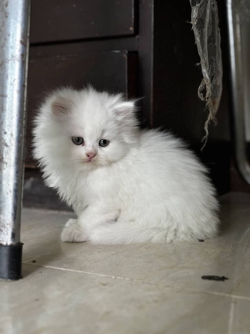 Triple-Coat Persian Kitten 1