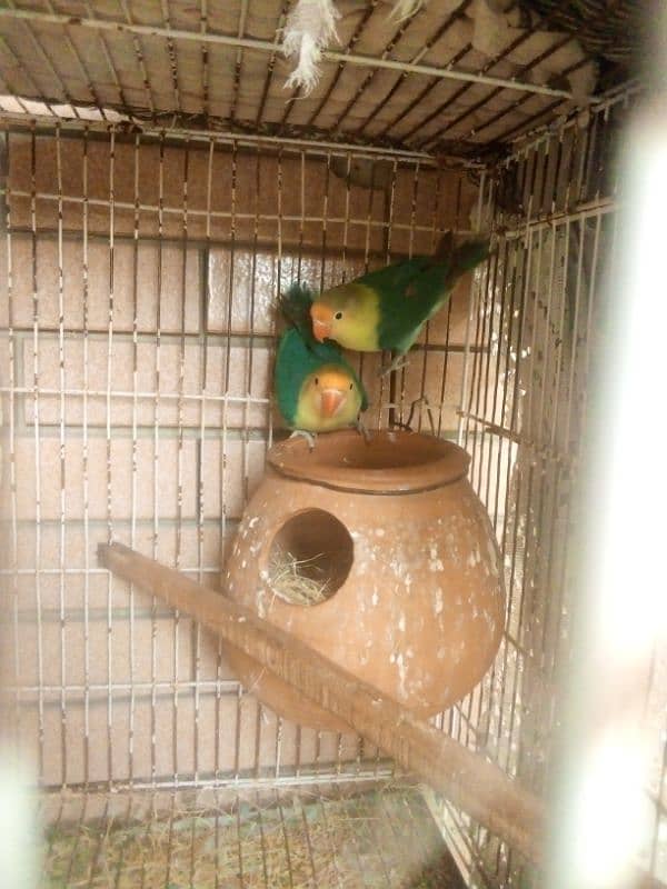 par blue fishery masking two birds available one male available 0