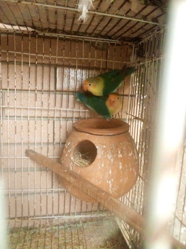 par blue fishery masking two birds available one male available 1