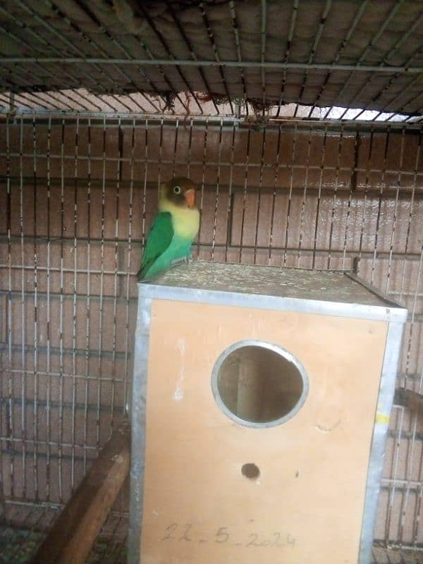 par blue fishery masking two birds available one male available 2