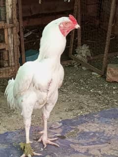 heera murgh murg