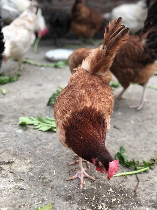 Egg laying starter desi hens urgent sale 0