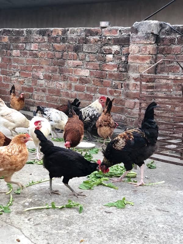 Egg laying starter desi hens urgent sale 1