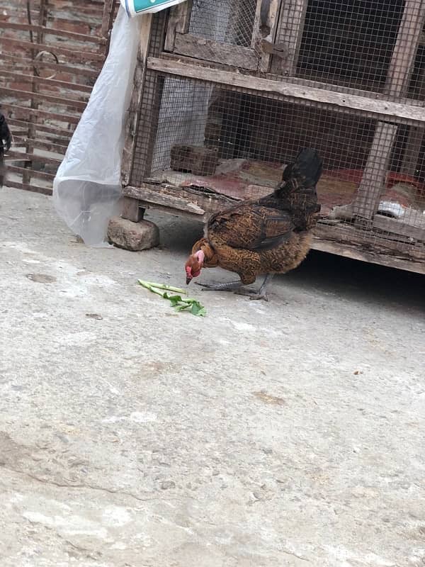 Egg laying starter desi hens urgent sale 2