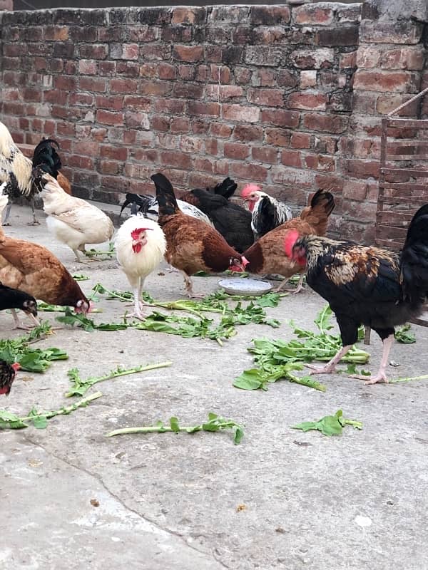 Egg laying starter desi hens urgent sale 3