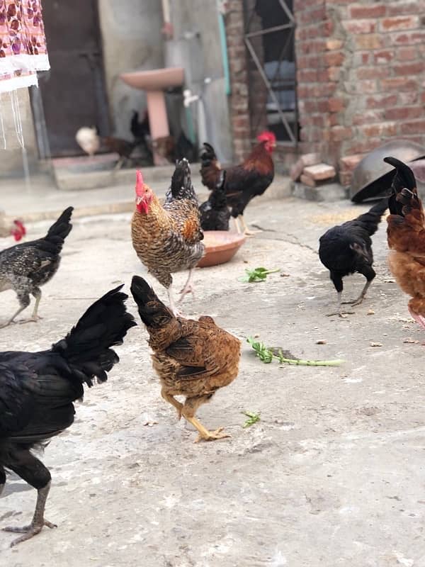 Egg laying starter desi hens urgent sale 4