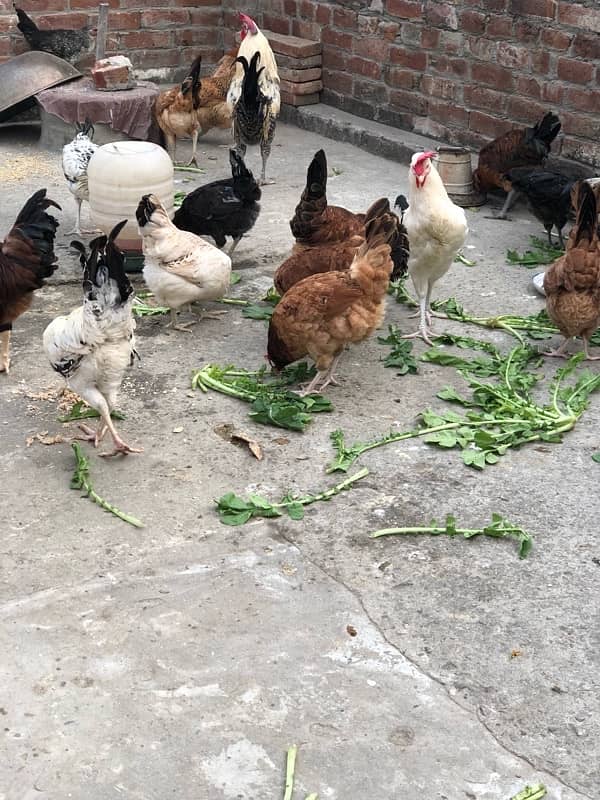 Egg laying starter desi hens urgent sale 5