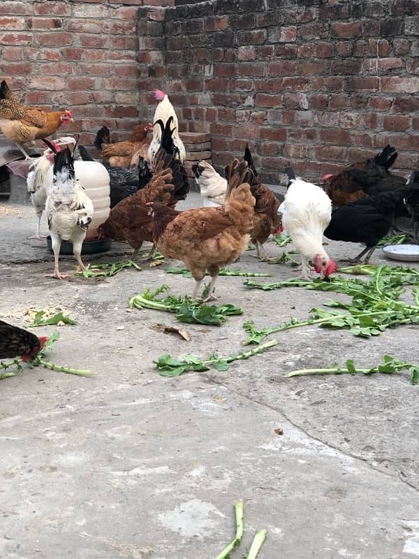 Egg laying starter desi hens urgent sale 6