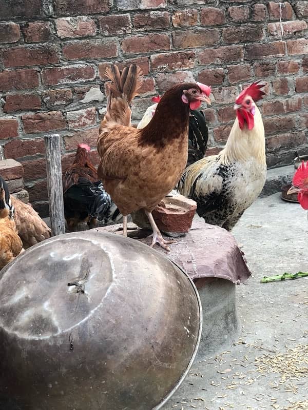 Egg laying starter desi hens urgent sale 7