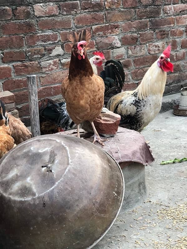 Egg laying starter desi hens urgent sale 9