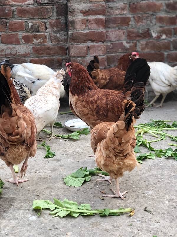 Egg laying starter desi hens urgent sale 10