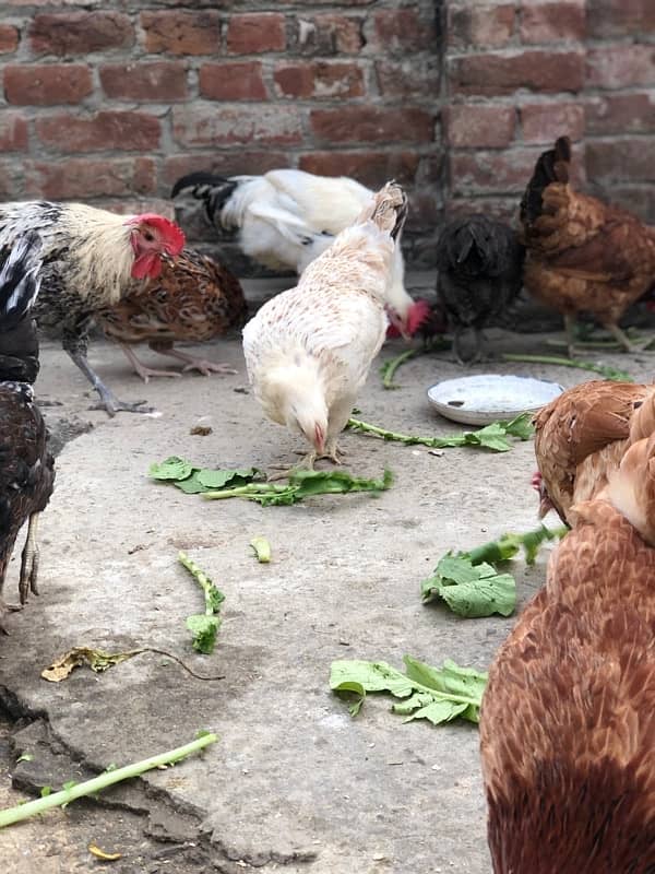 Egg laying starter desi hens urgent sale 11