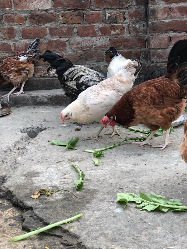 Egg laying starter desi hens urgent sale 12