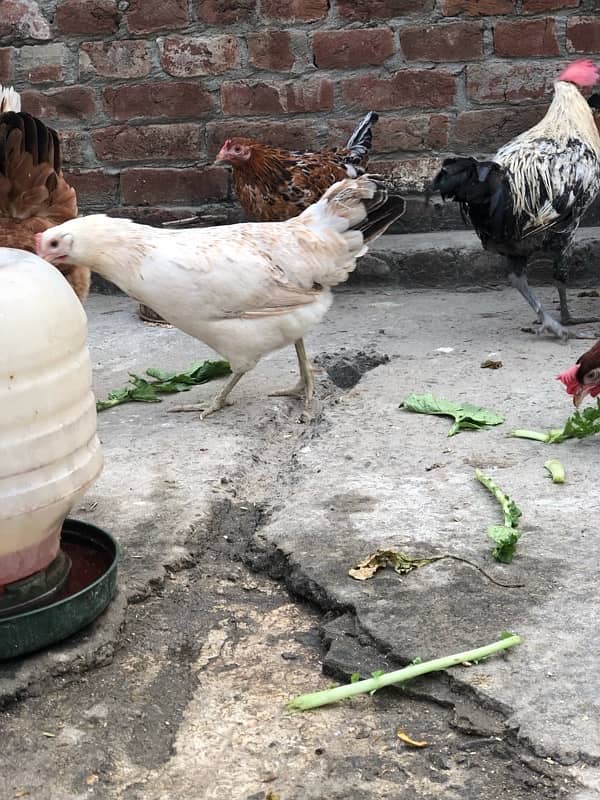 Egg laying starter desi hens urgent sale 13